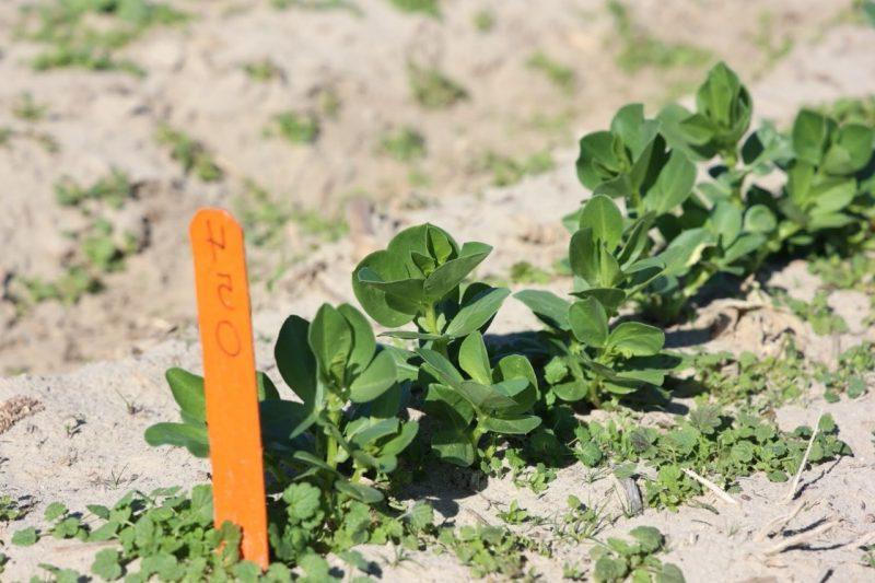 A close shot of small green leafy faba plants growing in the dirt. 
